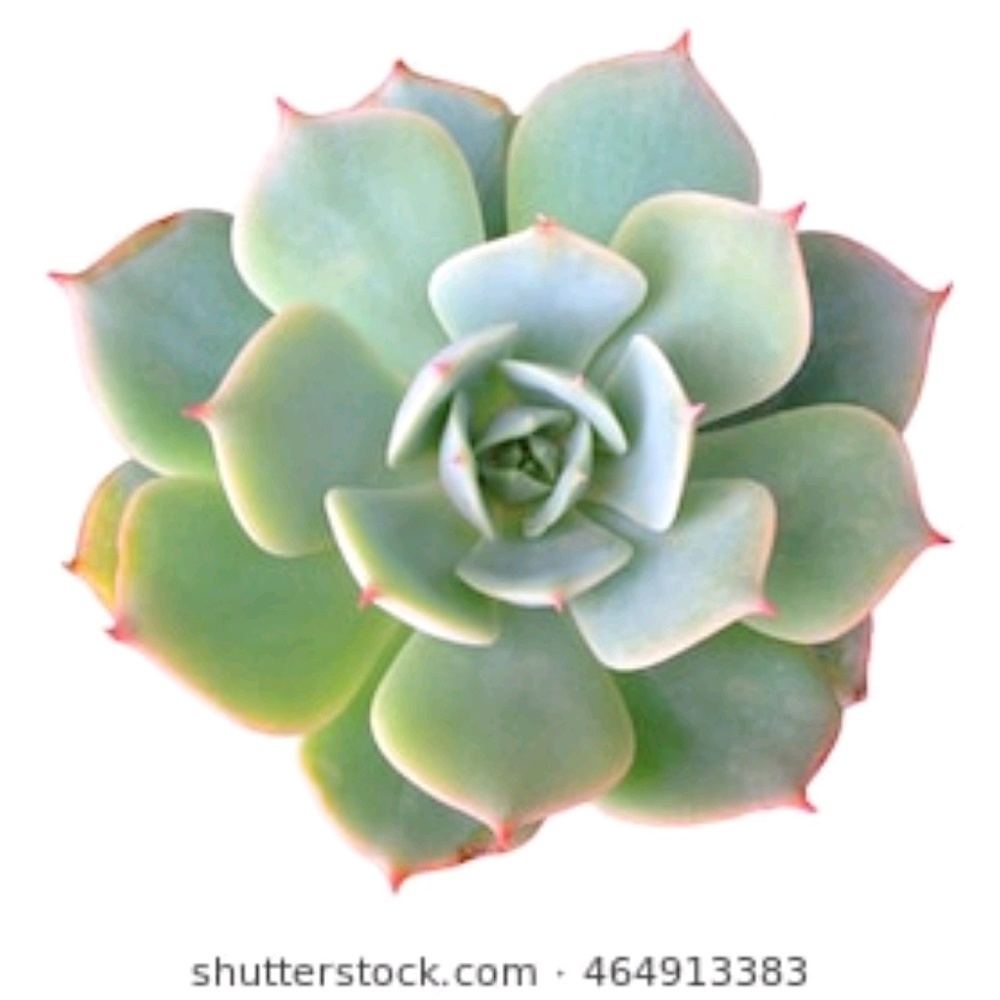 Meet your Posher, Alexandra